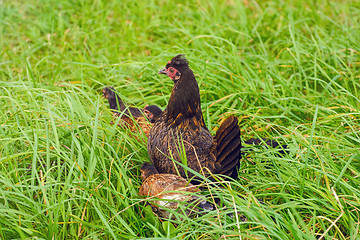 Image showing Black Hen