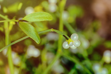 Image showing Mistletoe