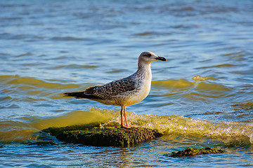 Image showing Sea Gull