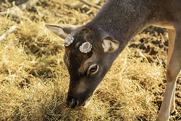 Image showing Deer