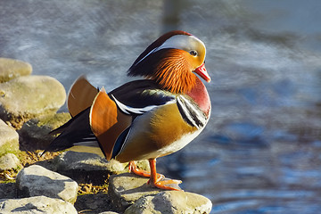 Image showing Mandarin Duck