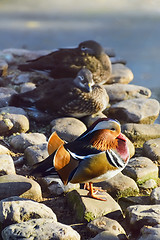 Image showing Mandarin Duck