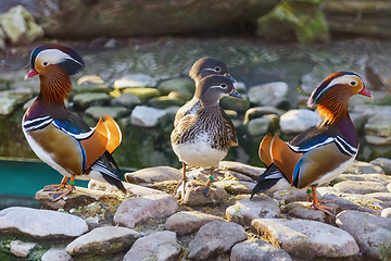 Image showing Mandarin Ducks