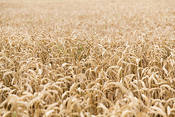 Image showing field of ripening wheat ears or rye spikes