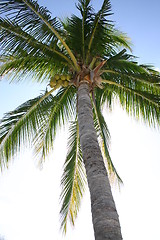 Image showing Coconut palm tree