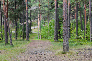 Image showing summer pine forest and path