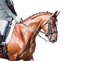 Image showing Bay horse: dressage - with clipping path