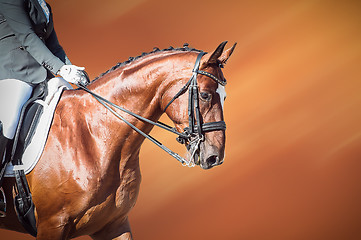 Image showing Bay horse: dressage - equestrian sport
