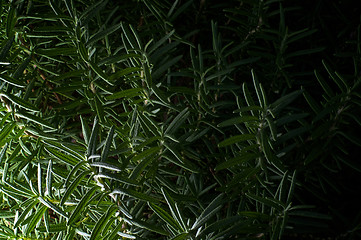 Image showing rosemary plant close up