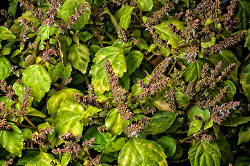 Image showing vibrant patchouly in bloom