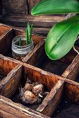 Image showing Flowers sprouted in glass jars