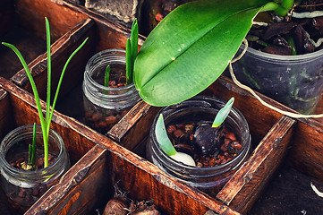 Image showing Flowers sprouted in glass jars