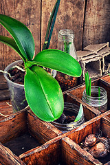 Image showing Flowers sprouted in glass jars