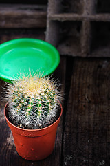 Image showing Beautiful little cactus