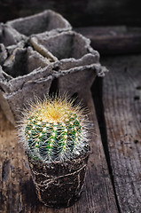 Image showing Beautiful little cactus