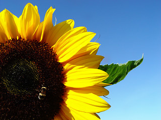 Image showing sunflower