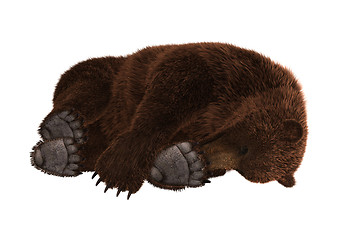 Image showing Grizzly Bear Sleeping