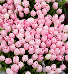 Image showing Pink Tulips