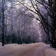 Image showing Dirty Winter Avenue with frosty Birch in grey Winter Weather.