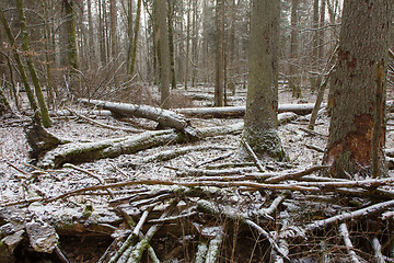 Image showing Trees snow wrapped snowfall after