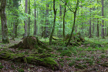 Image showing Deciduous stand of Bialowieza Forest in autumn