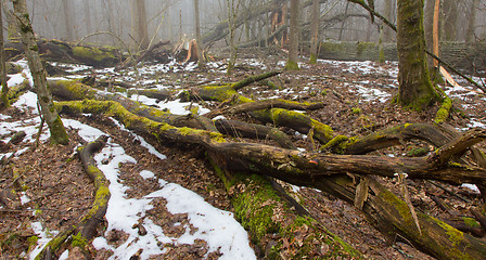 Image showing Tree parts against melting snow