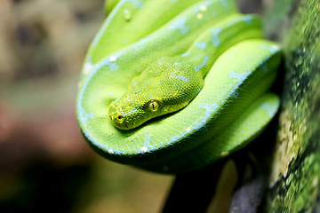 Image showing Beautiful green snake