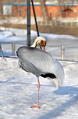 Image showing Beautiful portrait of a stork 