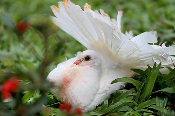 Image showing beautiful white pigeon 