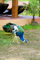 Image showing Beautiful bird peacock 