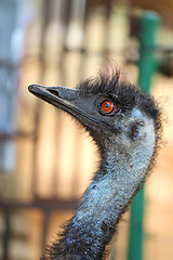 Image showing  beautiful birds emo 