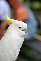 Image showing Beautiful white parrot cockatoo  