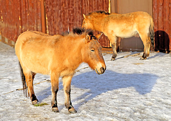 Image showing Beautiful horse in the zoo 