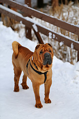 Image showing Beautiful red dog