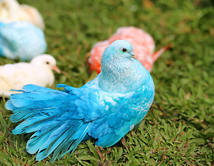 Image showing beautiful blue pigeon 