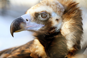 Image showing portrait of an eagle