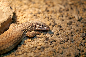 Image showing Beautiful lizard  photographed 