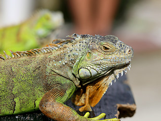 Image showing green lizard iguana 