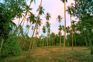 Image showing Beautiful palm grove  