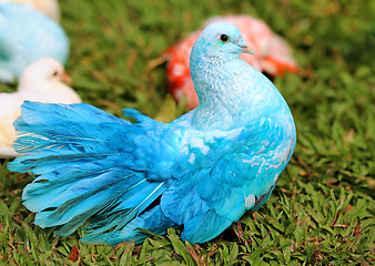 Image showing beautiful blue pigeon 