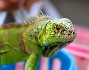 Image showing green lizard iguana 