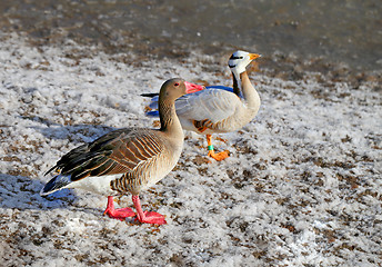 Image showing Beautiful geese walk 