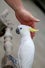 Image showing Beautiful white parrot cockatoo  