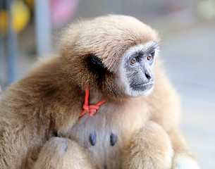 Image showing Beautiful red monkey 