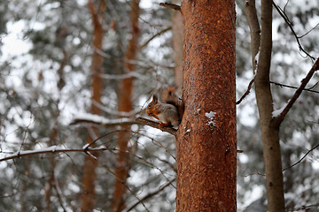 Image showing Beautiful red squirrel 