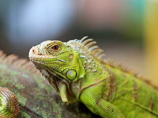 Image showing green lizard iguana 