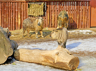 Image showing Beautiful bison in the zoo 