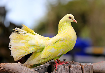 Image showing beautiful yellow pigeon 