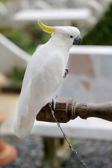 Image showing Beautiful white parrot cockatoo  