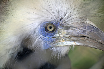 Image showing Portrait of beautiful birds 